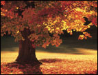 Autumn tree