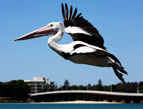 Pelican