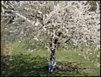 cherry tree