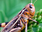 brown cricket on a green stalk