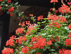 hanging flowers