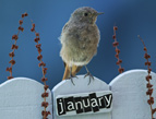 bird perched on fence