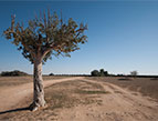 the path where Jesus walked called the Jesus Trail