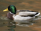 duck in water