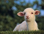 baby lamb