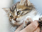 daily Devotion child holding a blue-eyed orange kitten