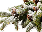 pine branch with snow