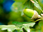 oak tree with single acorn growing